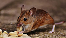 24 Hour & Emergency Exterminators in Venice, CA